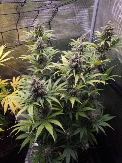 Living soil MultiGrow 3. Runde. Week 16 - Tag118 SS