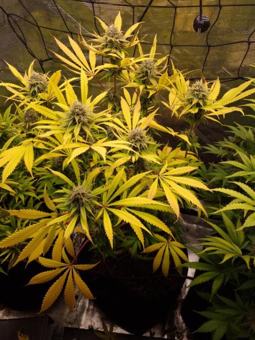 Living soil MultiGrow 3. Runde. Week 16 - Tag119 AMG