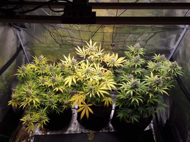 Living soil MultiGrow 3. Runde. Week 16 - Tag119 Grp.