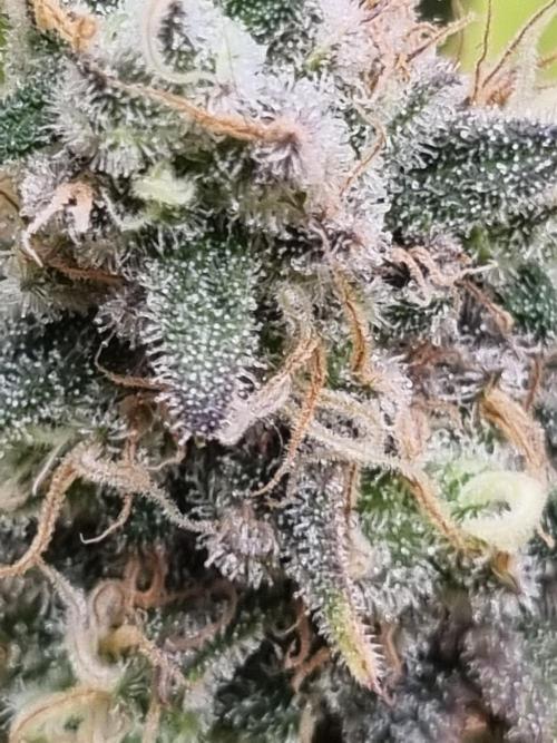 Living soil MultiGrow 3. Runde. Week 16 - Tag119 GM