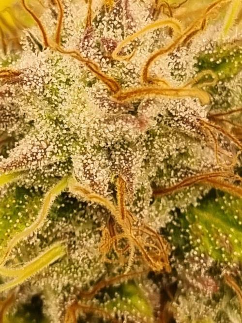 Living soil MultiGrow 3. Runde. Week 16 - Tag119 AMG