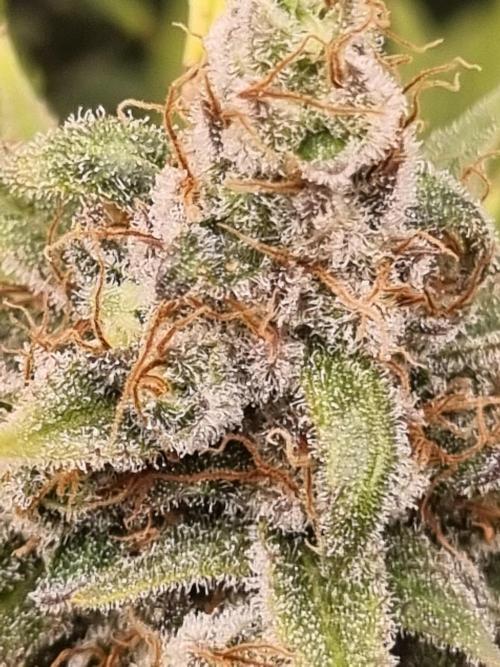 Living soil MultiGrow 3. Runde. Week 16 - Tag119 SS