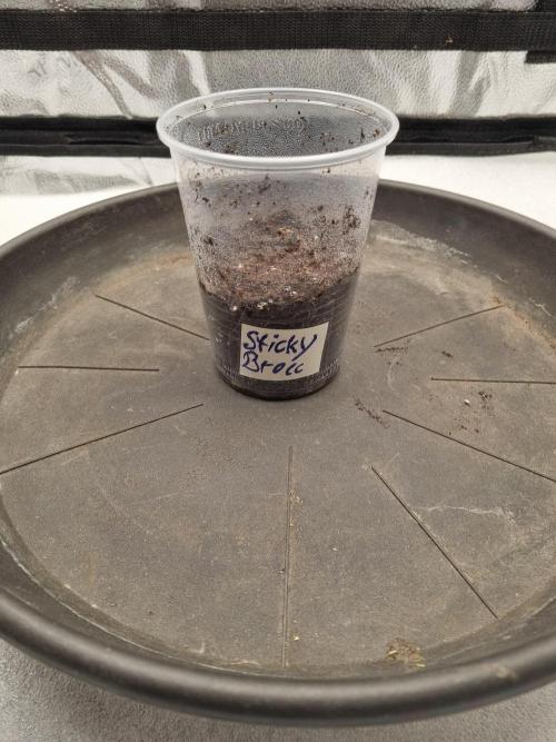 Sticky Broccoly Eternity Grow Cup2026. Week 0