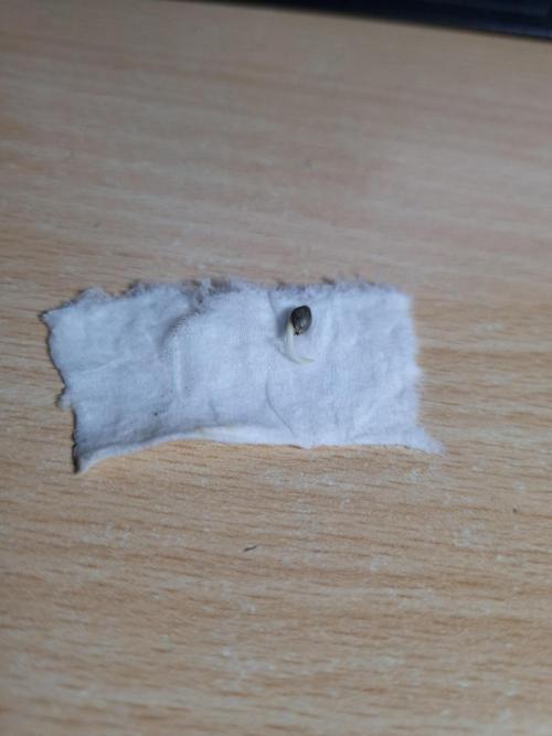 Sticky Broccoly Eternity Grow Cup2026. Week 0