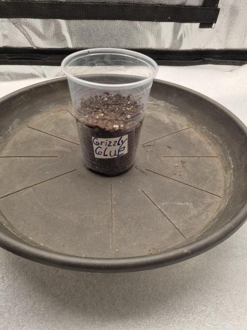 Grizzly Glue By Zamnesia. Week 0