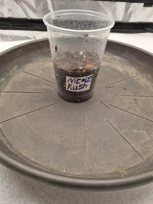 Nicole Kush by Garden of Green. Week 0