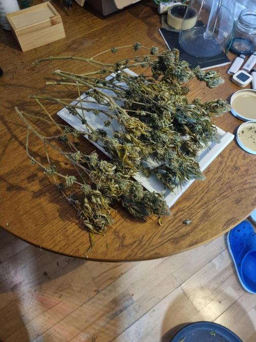 Living soil MultiGrow 3. Runde. Week 17