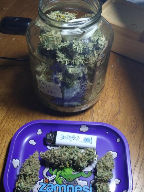 Living soil MultiGrow 3. Runde. Week 17