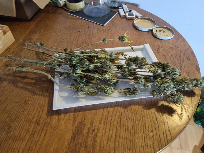 Living soil MultiGrow 3. Runde. Week 17