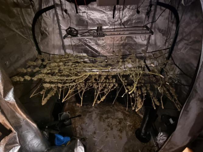 Living soil MultiGrow 3. Runde. Week 17 - Amg liegt unten rechts 