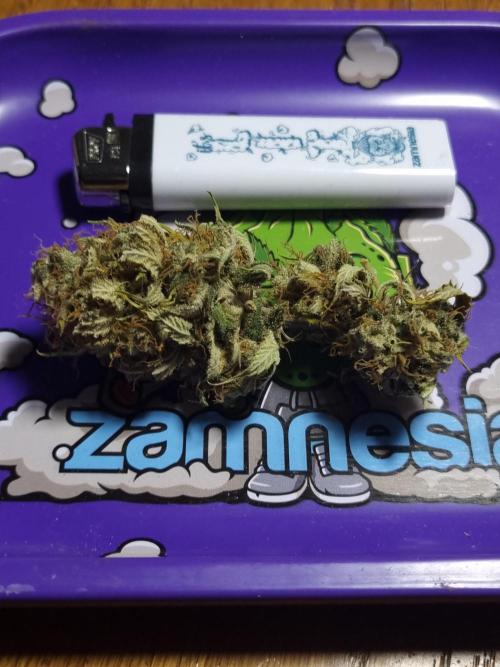 Living soil MultiGrow 3. Runde. Week 17