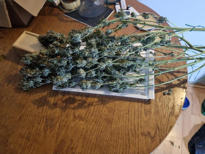 Living soil MultiGrow 3. Runde. Week 17