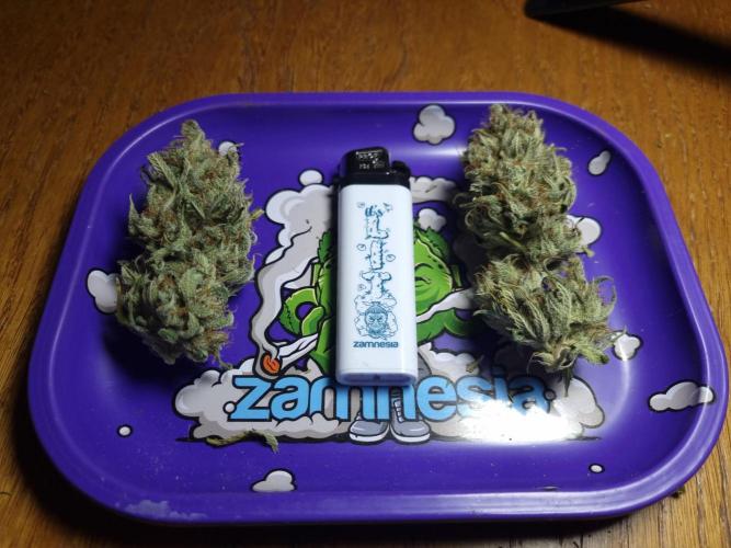 Living soil MultiGrow 3. Runde. Week 17