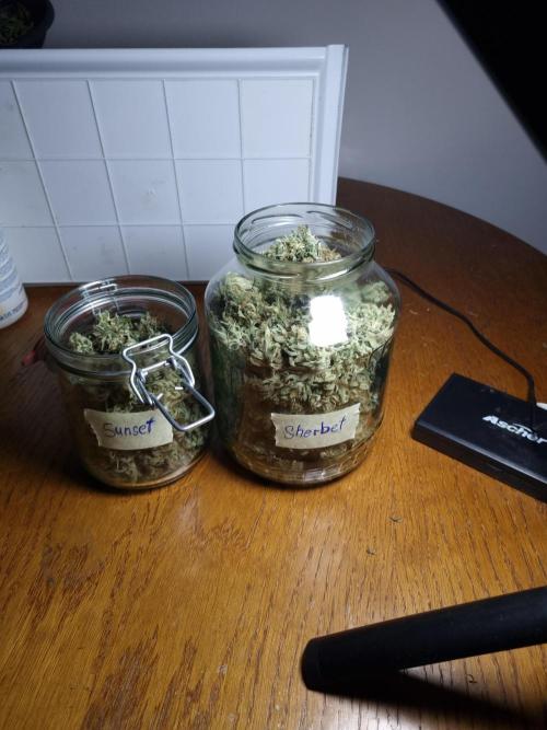 Living soil MultiGrow 3. Runde. Week 17