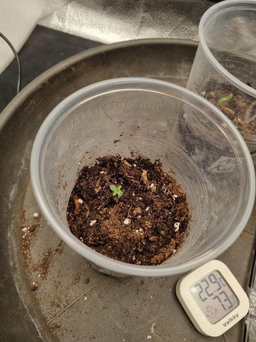 Sticky Broccoly Eternity Grow Cup2026. Week 0