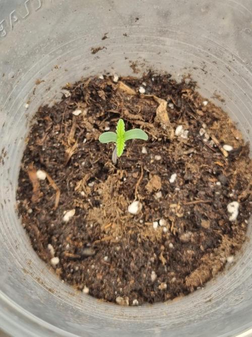 Sticky Broccoly Eternity Grow Cup2026. Week 0