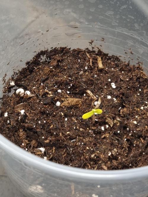 Grizzly Glue By Zamnesia. Week 0