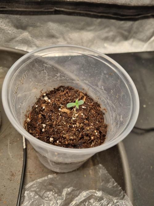 Grizzly Glue By Zamnesia. Week 0