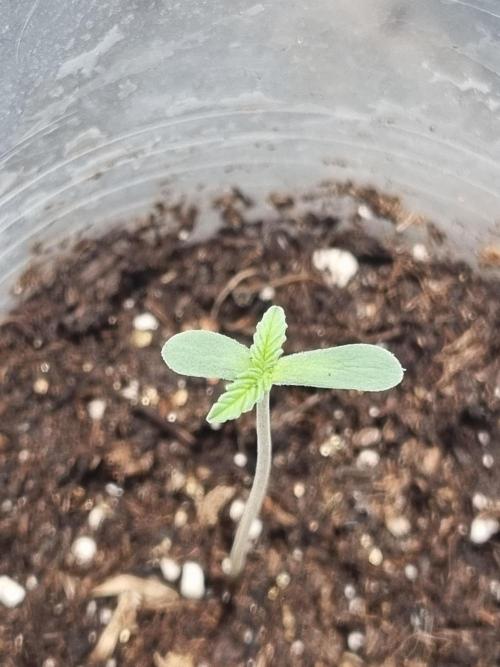 Grizzly Glue By Zamnesia. Week 0