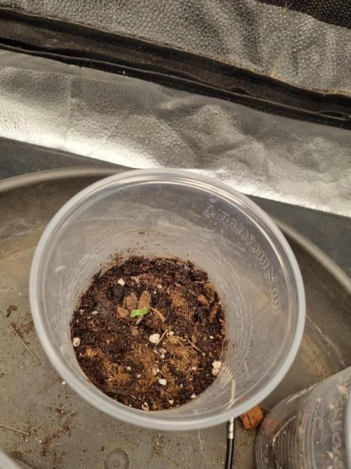 Nicole Kush by Garden of Green. Week 0