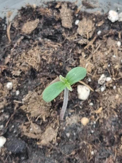 Nicole Kush by Garden of Green. Week 0