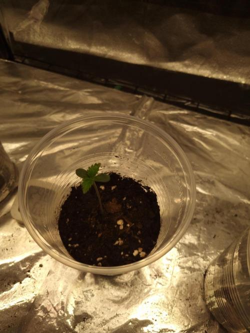 Nicole Kush by Garden of Green. Week 1 - D8