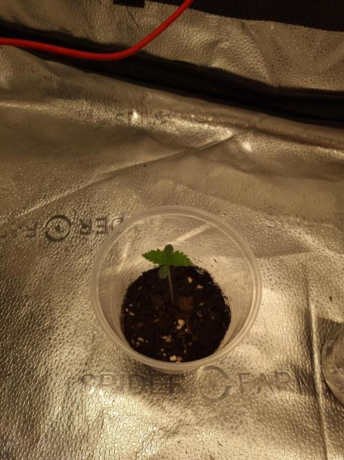 Nicole Kush by Garden of Green. Week 1 - D9
