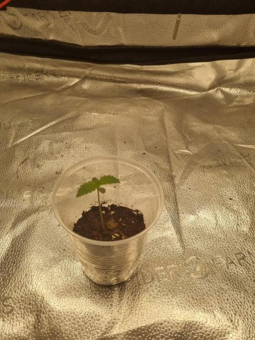 Nicole Kush by Garden of Green. Week 1 - D10