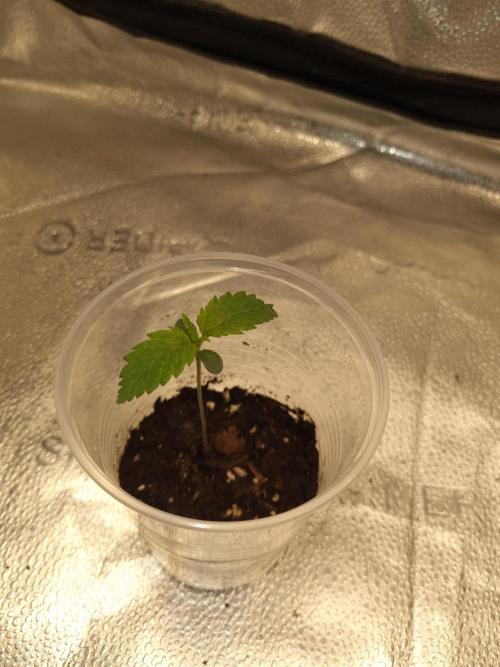 Nicole Kush by Garden of Green. Week 1 - D11