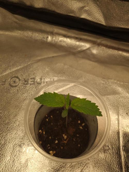 Nicole Kush by Garden of Green. Week 1 - D12