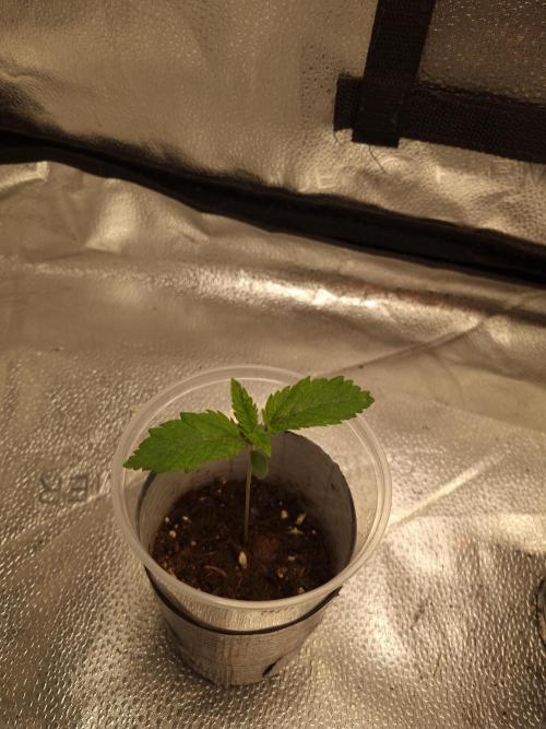 Nicole Kush by Garden of Green. Week 1 - D13