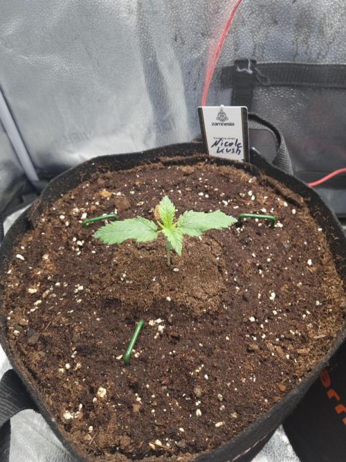 Nicole Kush by Garden of Green. Week 1 - D14