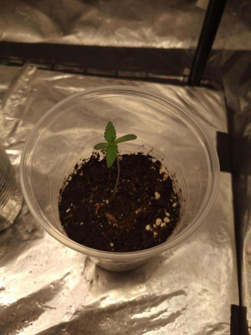 Grizzly Glue By Zamnesia. Week 1 - D8