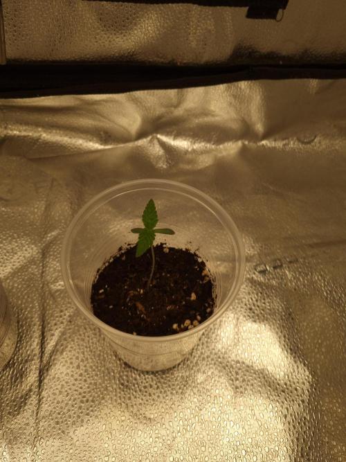 Grizzly Glue By Zamnesia. Week 1 - D9