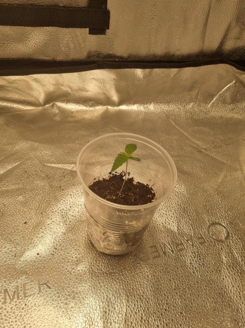 Grizzly Glue By Zamnesia. Week 1 - D10