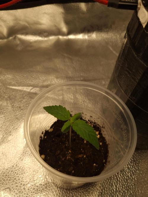 Grizzly Glue By Zamnesia. Week 1 - D11