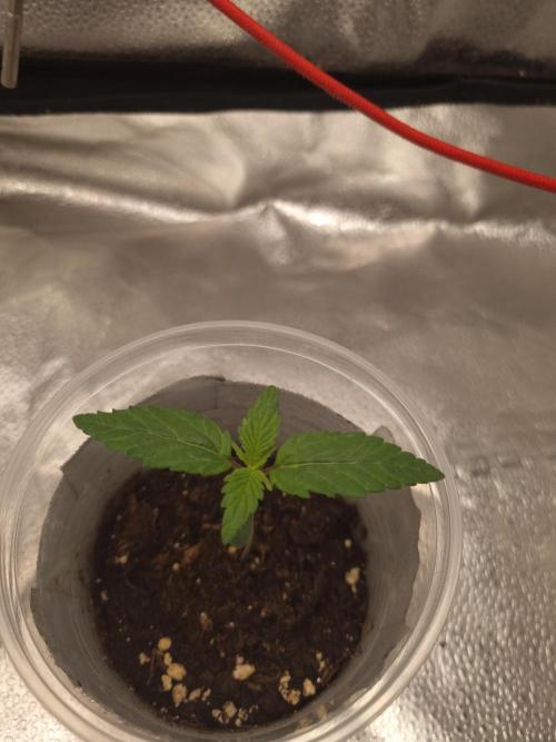 Grizzly Glue By Zamnesia. Week 1 - D12