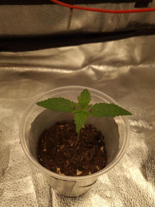 Grizzly Glue By Zamnesia. Week 1 - D13