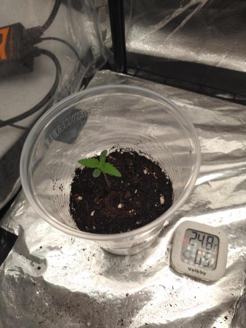 Sticky Broccoly Eternity Grow Cup2026. Week 1 - D8