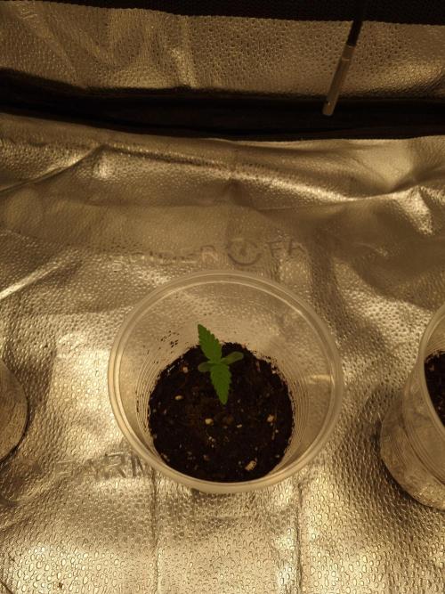 Sticky Broccoly Eternity Grow Cup2026. Week 1 - D9