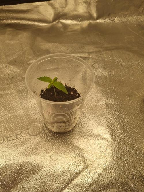 Sticky Broccoly Eternity Grow Cup2026. Week 1 - D10