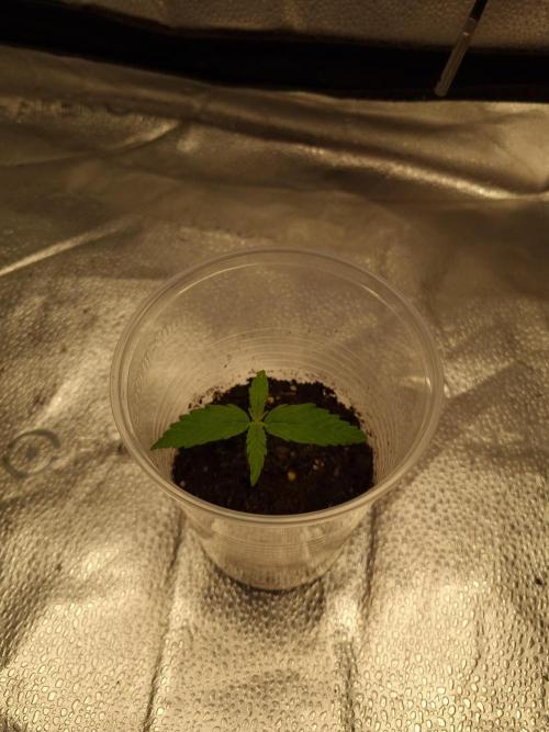 Sticky Broccoly Eternity Grow Cup2026. Week 1 - D11