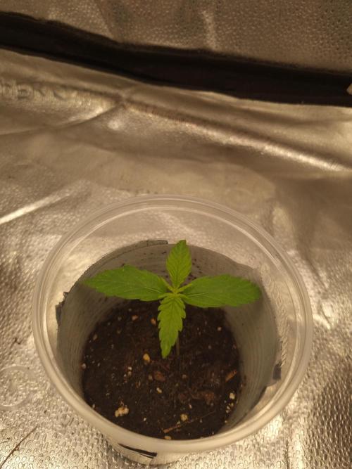 Sticky Broccoly Eternity Grow Cup2026. Week 1 - D12