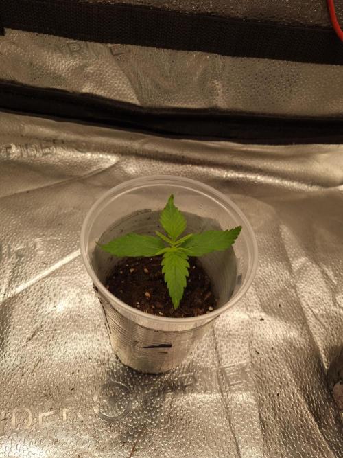 Sticky Broccoly Eternity Grow Cup2026. Week 1 - D13