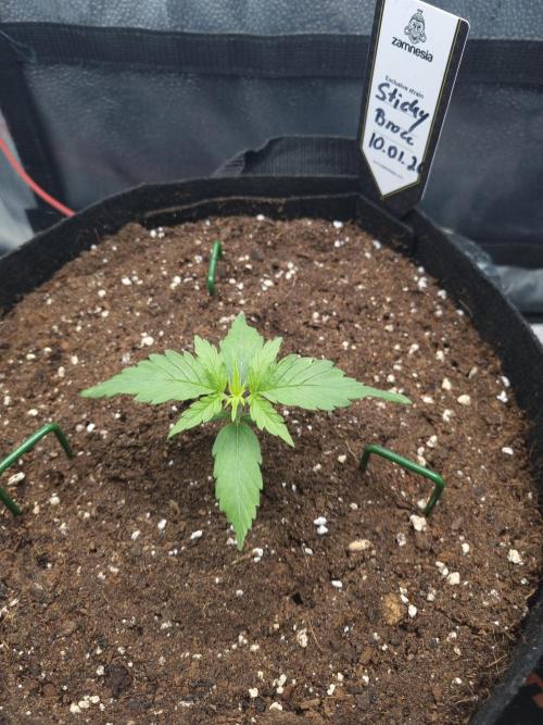 Sticky Broccoly Eternity Grow Cup2026. Week 2 - D15