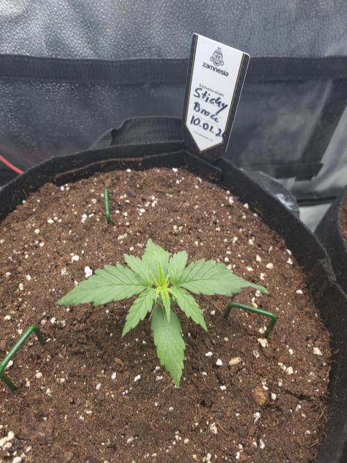 Sticky Broccoly Eternity Grow Cup2026. Week 2 - D16