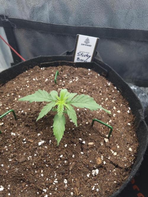 Sticky Broccoly Eternity Grow Cup2026. Week 2 - D17