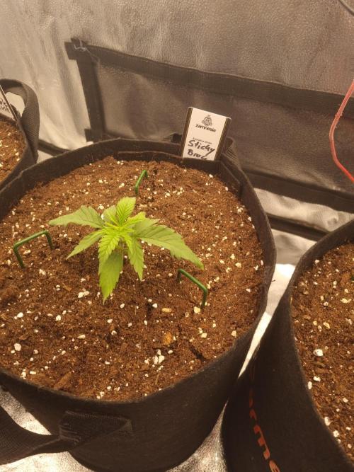 Sticky Broccoly Eternity Grow Cup2026. Week 2 - D18