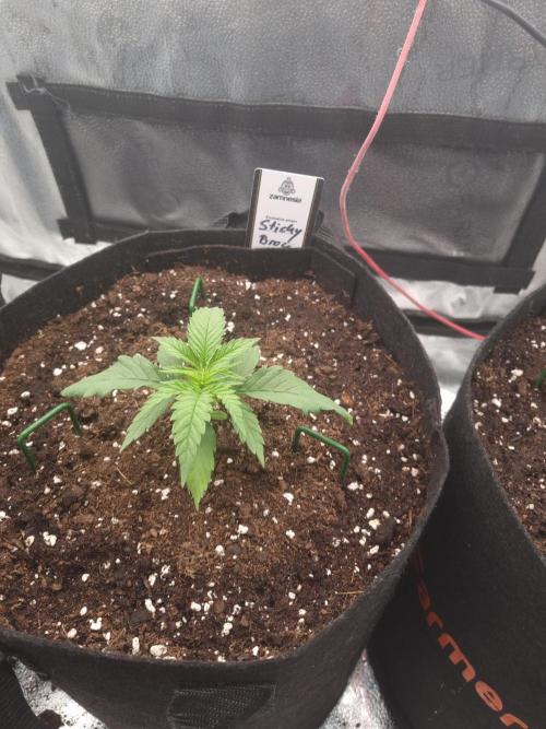 Sticky Broccoly Eternity Grow Cup2026. Week 2 - D19