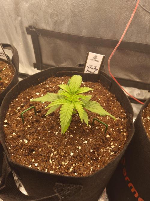 Sticky Broccoly Eternity Grow Cup2026. Week 2 - D20